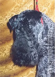 Що може грумер