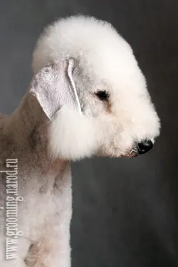 Що може грумер