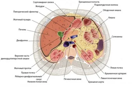 Що краще - узі черевної порожнини або МРТ (черевної) Що краще - узі черевної порожнини або МРТ