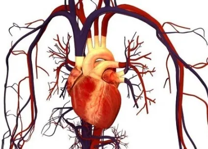 Що потрібно знати про хронічної ревматичної хвороби серця