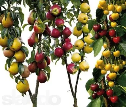 Що можна посадити під вишнею (посадити) Що можна посадити під вишнею