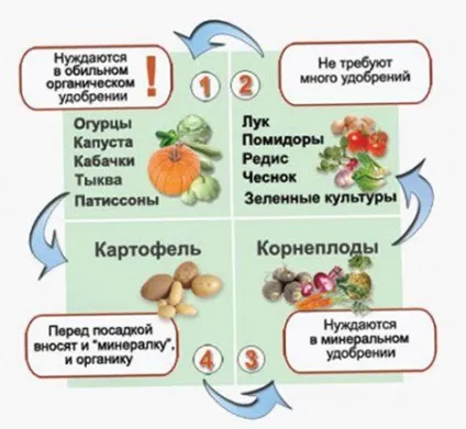 Що посадити після кабачків на наступний рік, садоводство24 (після) Що посадити після кабачків на наступний рік, садоводство24