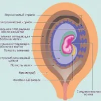 Що таке хоріон при вагітності функції хоріона (хоріон перекриває внутрішній зів) Що таке хоріон при вагітності функції хоріона