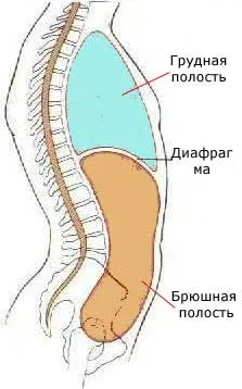 Що таке черевна порожнина людини (черевна) Що таке черевна порожнина людини