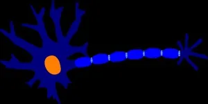 Що таке флебографія, особливості обстеження, рекомендації (рекомендації) Що таке флебографія, особливості обстеження, рекомендації