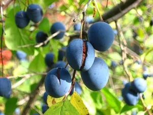 Що таке тернослива і як її виростити на своїй ділянці (таке) Що таке тернослива і як її виростити на своїй ділянці