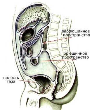 Що таке черевна порожнина людини (людини) Що таке черевна порожнина людини