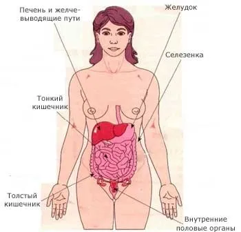 Що таке черевна порожнина людини (таке) Що таке черевна порожнина людини