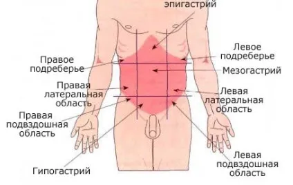 Що таке черевна порожнина людини (порожнину) Що таке черевна порожнина людини