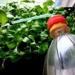 Квіткова розсада - поради по вирощуванню (як виростити розсаду квітів) Квіткова розсада - поради по вирощуванню