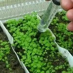 Квіткова розсада - поради по вирощуванню (пророщування) Квіткова розсада - поради по вирощуванню