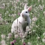 Квітка бегонія кімнатна види і догляд, flowery-blog (квітка) Квітка бегонія кімнатна види і догляд, flowery-blog