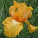 Квітка бегонія кімнатна види і догляд, flowery-blog (бегонія) Квітка бегонія кімнатна види і догляд, flowery-blog