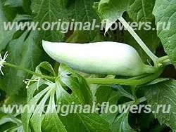 Ціклантера їстівна (cyclanthera pedata) фото, опис, поширення (pedata) Ціклантера їстівна (cyclanthera pedata) фото, опис, поширення
