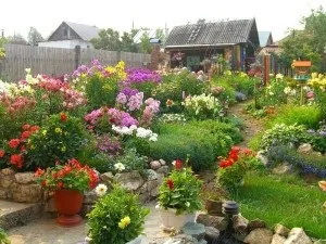 Квіткова розсада - поради по вирощуванню (розсада) Квіткова розсада - поради по вирощуванню