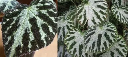Квітка бегонія кімнатна види і догляд, flowery-blog (квітка) Квітка бегонія кімнатна види і догляд, flowery-blog