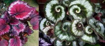 Квітка бегонія кімнатна види і догляд, flowery-blog (кімнатна) Квітка бегонія кімнатна види і догляд, flowery-blog