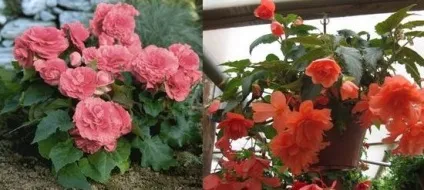 Квітка бегонія кімнатна види і догляд, flowery-blog (догляд) Квітка бегонія кімнатна види і догляд, flowery-blog