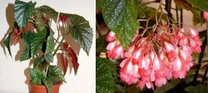 Квітка бегонія кімнатна види і догляд, flowery-blog (догляд) Квітка бегонія кімнатна види і догляд, flowery-blog