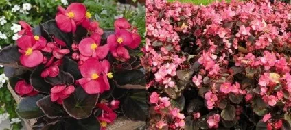 Квітка бегонія кімнатна види і догляд, flowery-blog (кімнатна) Квітка бегонія кімнатна види і догляд, flowery-blog