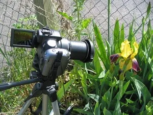 Декоративний паслін в саду і в кімнаті, фото, садимо сад (Rantonnetii жасміновідная jasminoides) Декоративний паслін в саду і в кімнаті, фото, садимо сад