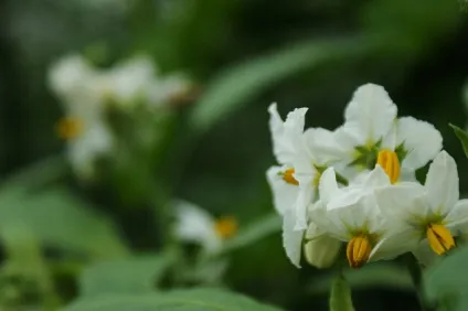 Декоративний паслін в саду і в кімнаті, фото, садимо сад (кімнаті) Декоративний паслін в саду і в кімнаті, фото, садимо сад