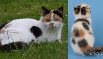 клаптева щастя