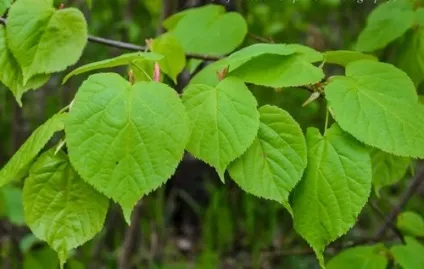 Лікарська рослина липа лікування липою (рослина) Лікарська рослина липа лікування липою