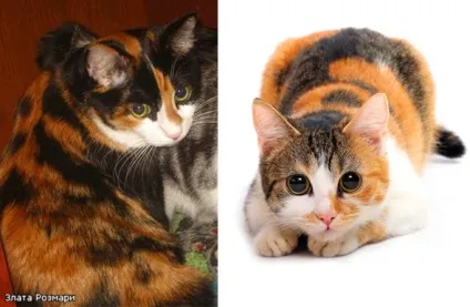 клаптева щастя