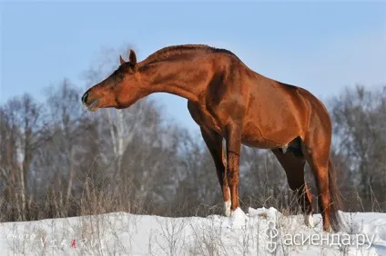 Кінь - відданий друг людини (кінь) Кінь - відданий друг людини