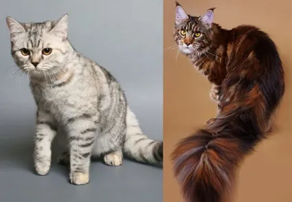 клаптева щастя