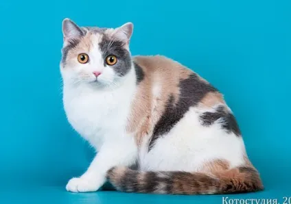 клаптева щастя