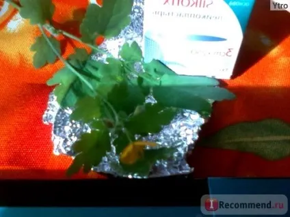 Лікарські рослини чистотіл, бородавник (чистотіл) Лікарські рослини чистотіл, бородавник