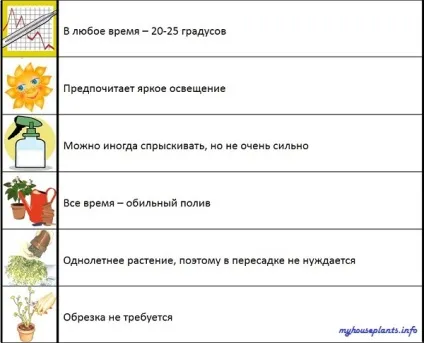 Лімнантеса Дугласа - мої кімнатні рослини (рослини) Лімнантеса Дугласа - мої кімнатні рослини