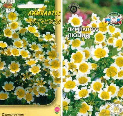 Лімнантеса Дугласа фото, вирощування з насіння, посадка, догляд (лімнантеса Дугласа) Лімнантеса Дугласа фото, вирощування з насіння, посадка, догляд