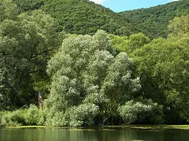 Дерева в картинках
