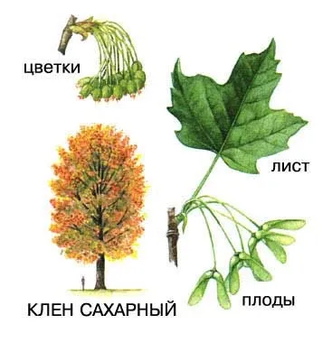 Дерева в картинках