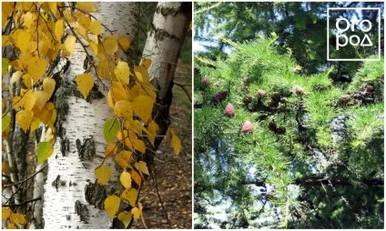 Дерева, які не можна садити поруч, дизайн ділянки ()
