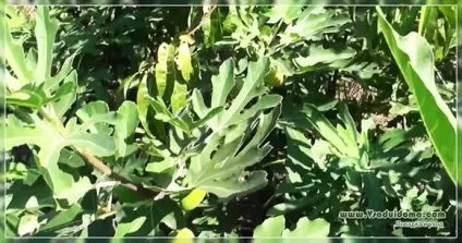 Домашній інжир (фото) - посадка та догляд, сайт про сад, дачі і кімнатних рослинах (інжир) Домашній інжир (фото) - посадка та догляд, сайт про сад, дачі і кімнатних рослинах