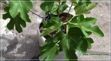 Домашній інжир (фото) - посадка та догляд, сайт про сад, дачі і кімнатних рослинах (інжир) Домашній інжир (фото) - посадка та догляд, сайт про сад, дачі і кімнатних рослинах