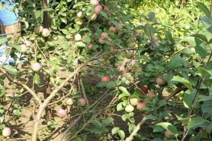 Для півночі яблуня і груша в стланцевой формі (груша) Для півночі яблуня і груша в стланцевой формі