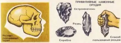 Рушійні сили (фактори) антропогенезу 1 (Малюнок Реставрований череп) Рушійні сили (фактори) антропогенезу 1