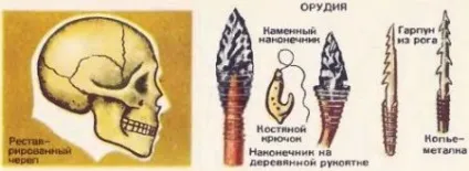 Рушійні сили (фактори) антропогенезу 1 (Малюнок Реставрований череп) Рушійні сили (фактори) антропогенезу 1