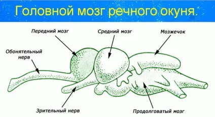 Думати як риба