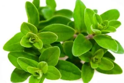 Ефірна олія майорану застосування, лікувальні властивості (властивості) Ефірна олія майорану застосування, лікувальні властивості
