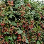 Ожина в сибіру посадка і догляд, кращі сорти (посадка) Ожина в сибіру посадка і догляд, кращі сорти