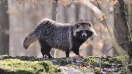 Єнотовидний собака (nyctereutes procyonoides) єнотовидний собака, поведінка сплячка житло (єнотовидний) Єнотовидний собака (nyctereutes procyonoides) єнотовидний собака, поведінка сплячка житло