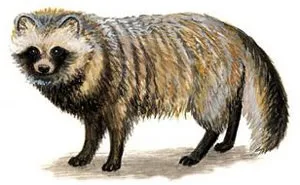 Єнотовидний собака (nyctereutes procyonoides) єнотовидний собака, поведінка сплячка житло (собака) Єнотовидний собака (nyctereutes procyonoides) єнотовидний собака, поведінка сплячка житло