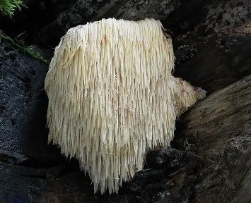 Їжовик гребінчастий, левова грива, бородатий гриб, грибна локшина (hericium erinaceus) (левова грива) Їжовик гребінчастий, левова грива, бородатий гриб, грибна локшина (hericium erinaceus)
