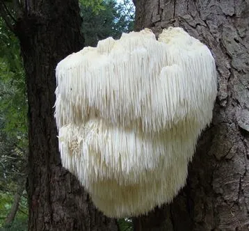 Їжовик гребінчастий, левова грива, бородатий гриб, грибна локшина (hericium erinaceus) (гриб) Їжовик гребінчастий, левова грива, бородатий гриб, грибна локшина (hericium erinaceus)